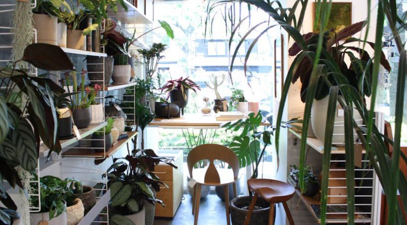 グリーンコーナー常設しました！〜グリニッチが考える、グリーンインテリア〜｜北欧インテリア通販サイト greeniche（グリニッチ）