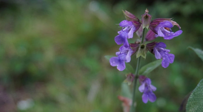雨の日は好きですか？｜北欧インテリア通販サイト greeniche（グリニッチ）