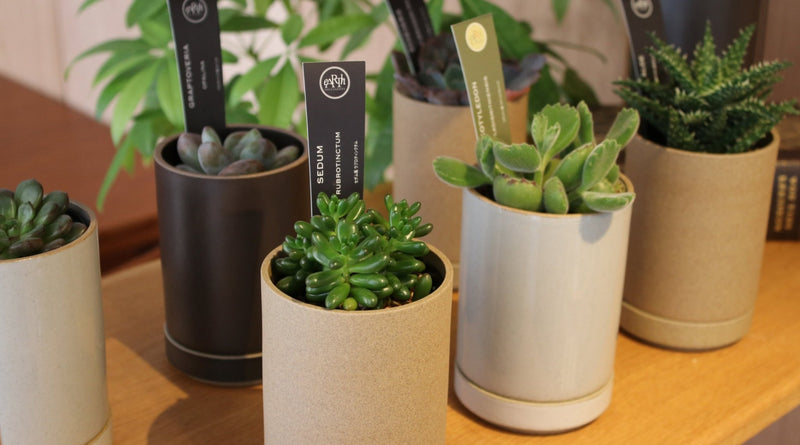 秋冬に楽しむ植物との暮らし｜北欧インテリア通販サイト greeniche（グリニッチ）