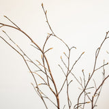 Odai ヒメシャラ ディフューザーセット - 北欧家具 北欧インテリア通販サイト greeniche (グリニッチ)