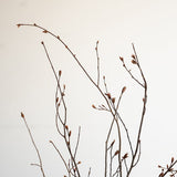 Odai イヌシデ ディフューザーセット - 北欧家具 北欧インテリア通販サイト greeniche (グリニッチ)