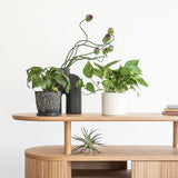 Tuottaa (ツオッタ) multi cabinet